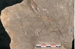 Foto (Detailansicht) von Voltzia heterophylla Brongniart (NHMW-GEO-2024-0188-11129)